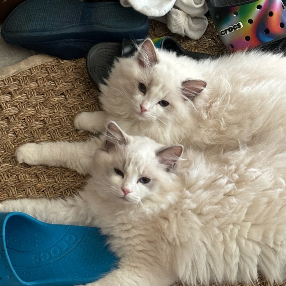 Meet your Posher, Sandi